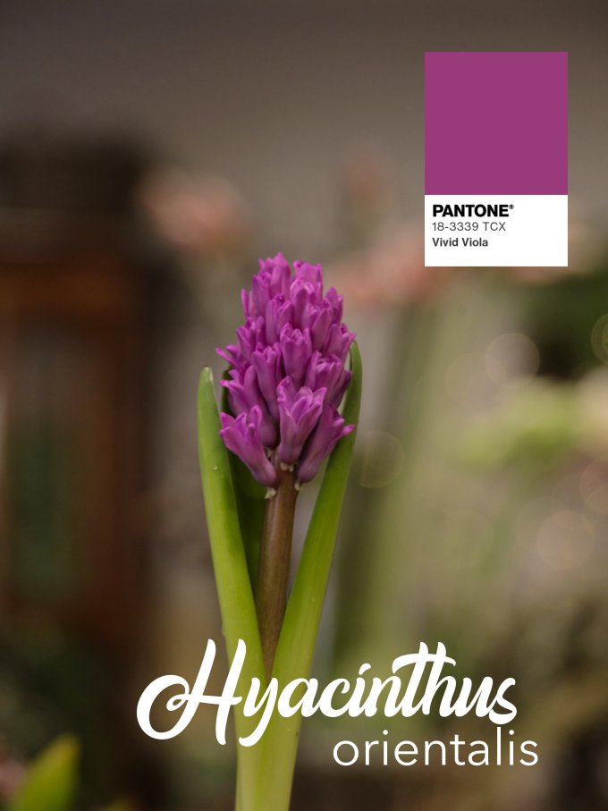 Fleurs de janvier photo 4